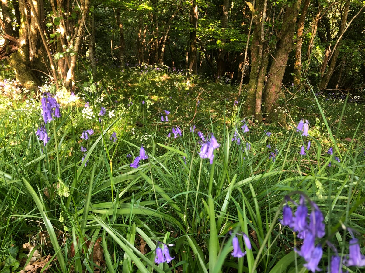 Chapter 6: Flowers appearing on the land 🌺