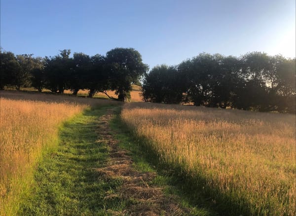 Chapter 7: Summertime and the living is easy 🌞