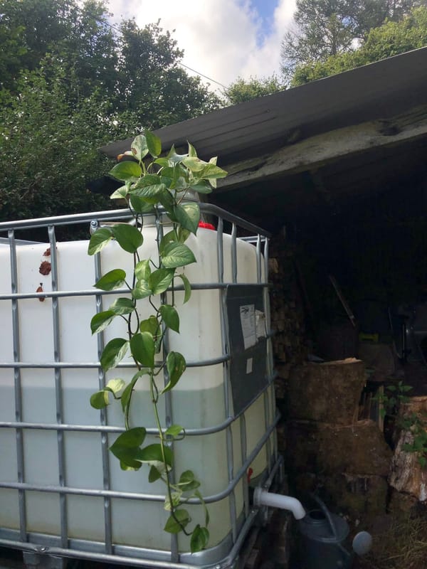 Chapter 8: Rhuddin in the rain💦